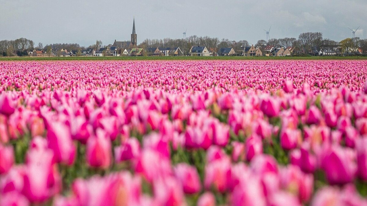 Echt lokaal Hoeksche Waard