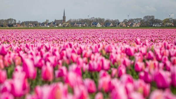 Echt lokaal Hoeksche Waard